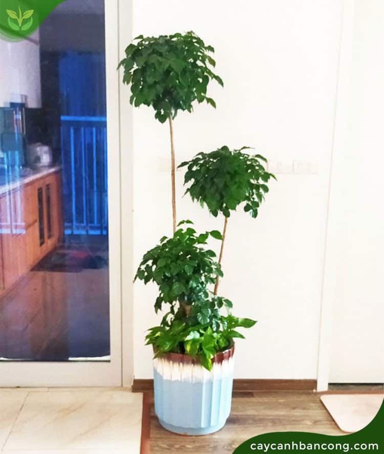 TRỒNG CÂY HỢP TUỔI THEO CUNG MỆNH 12 CON GIÁP 3 HỢP TUỔI THEO CUNG MỆNH TRONG DƯỚI 12 CON GIÁP