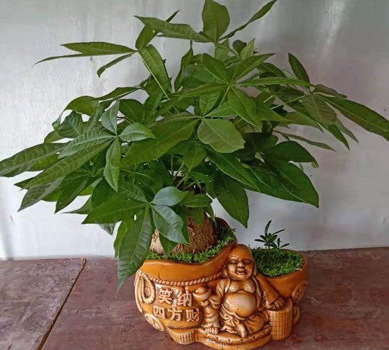 TRỒNG CÂY HỢP TUỔI THEO CUNG MỆNH 12 CON GIÁP 4 HỢP TUỔI THEO CUNG MỆNH TRONG DƯỚI 12 CON GIÁP